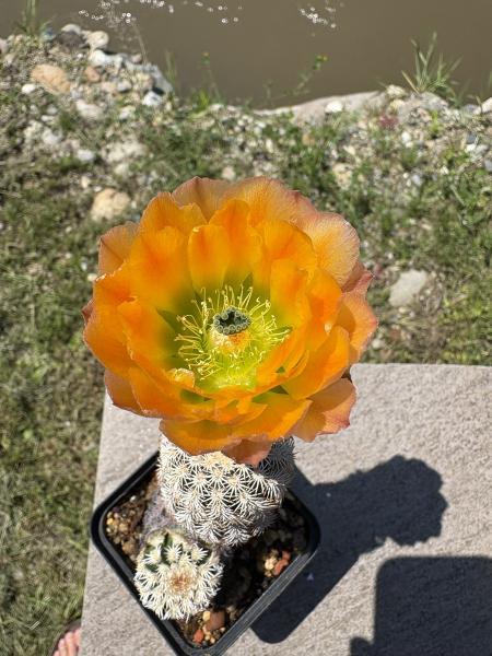 Echinocereus ctenoides